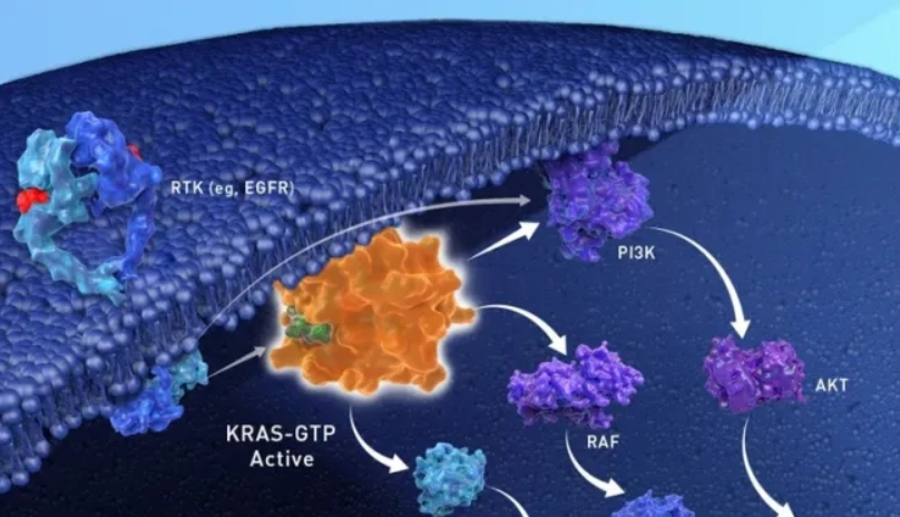 NSCLC丨FDA批准首个针对KRAS G12C突变靶向药！